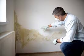 Why You Should Choose Our Mold Remediation Services in Bothell East, WA